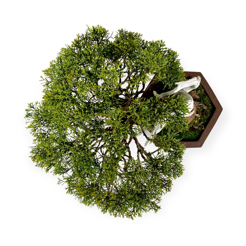 Juniperus chinensis - Wacholder - 29 cm