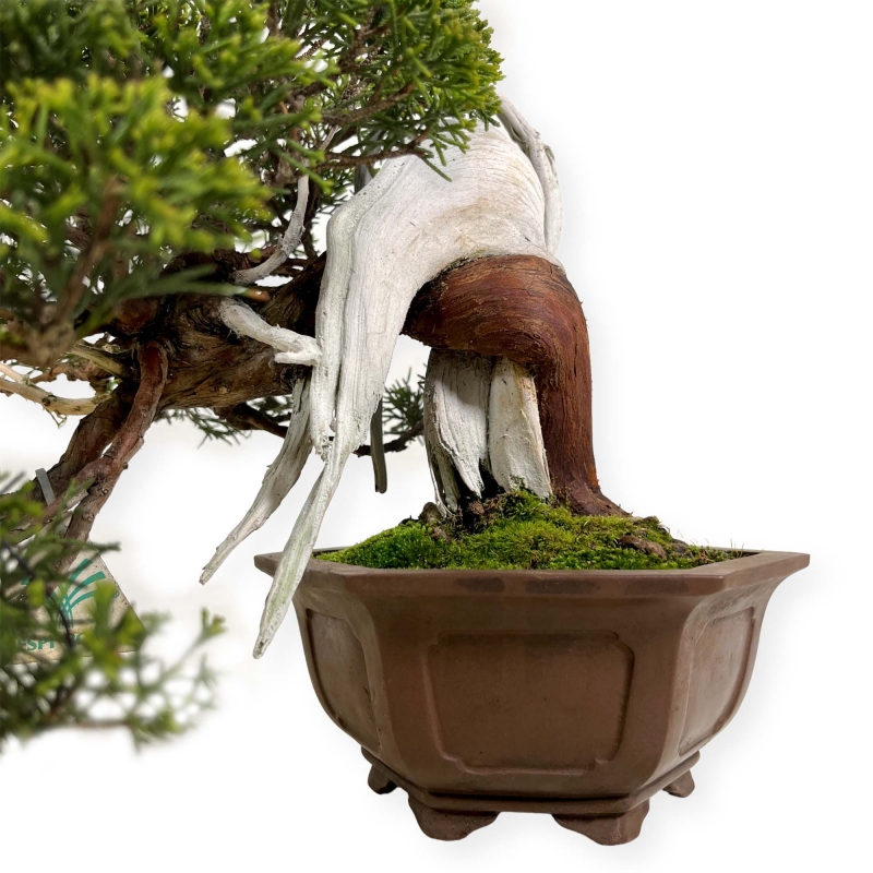 Juniperus chinensis - Jeneverbes - 29 cm