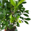 Ficus retusa - 48 cm
