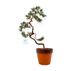 Juniperus chinensis - Ginepro - 44 cm