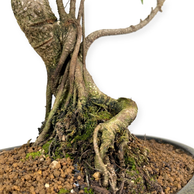 Ficus retusa - 60 cm