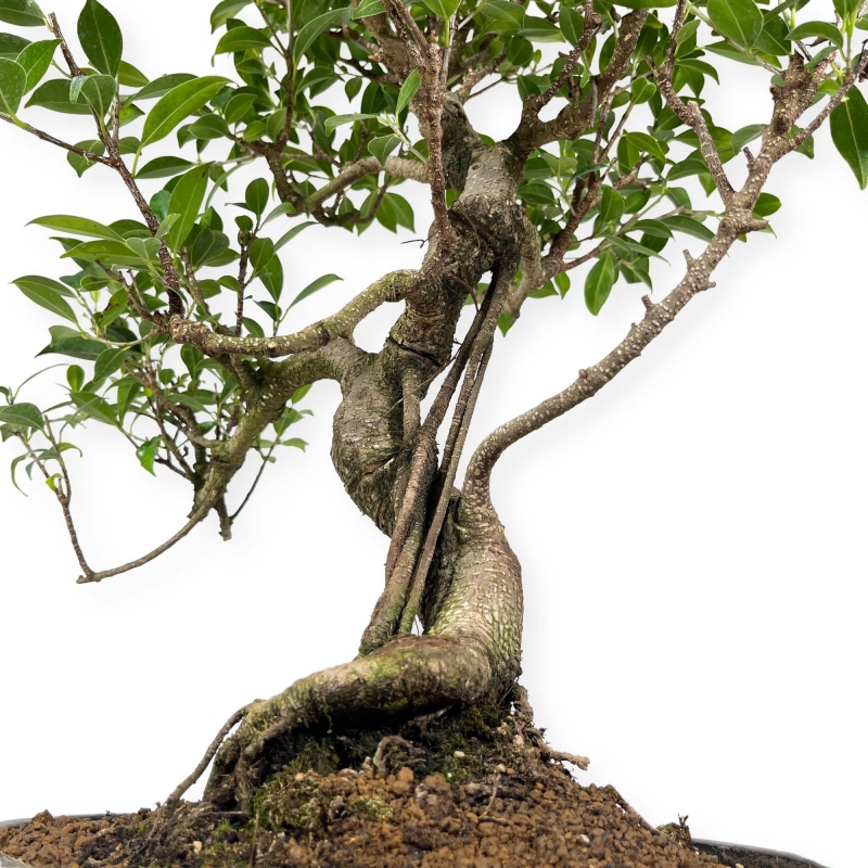 Ficus retusa - 60 cm