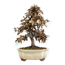 Carpinus betulus - Carpino - 60 cm