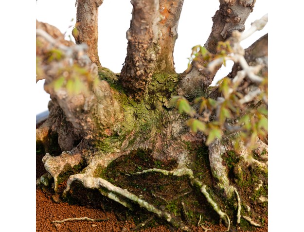 Acer buergerianum - 78 cm 2