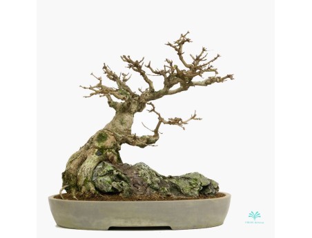 Acer buergerianum - acero - 44 cm