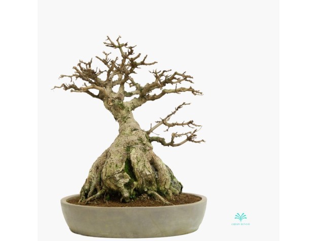 Acer buergerianum - acero - 44 cm 2