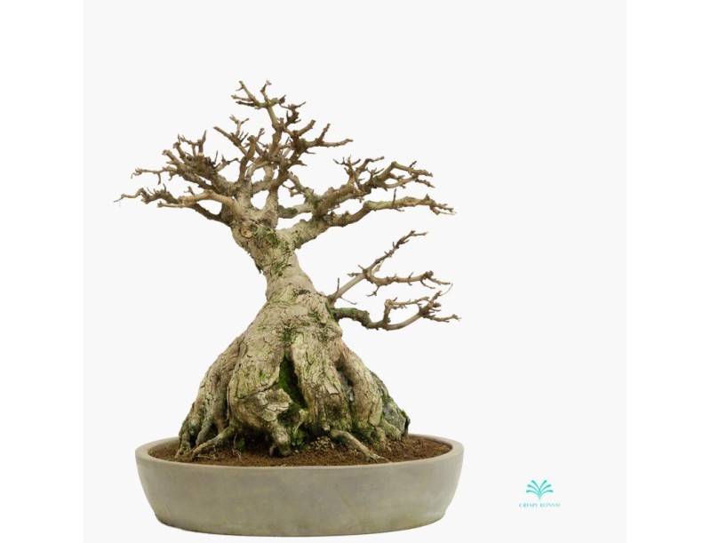 Acer buergerianum - acero - 44 cm