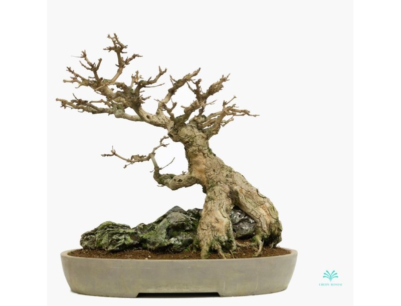 Acer buergerianum - acero - 44 cm