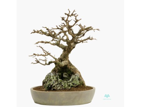 Acer buergerianum - acero - 44 cm