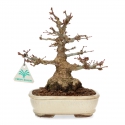 Acer palmatum - maple - 24 cm