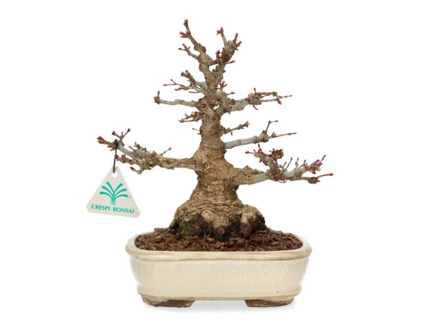 Acer palmatum - acero - 24 cm
