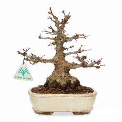 Acer palmatum - érable - 24 cm