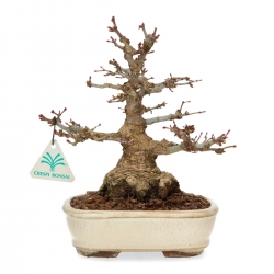 Acer palmatum - acero - 24 cm