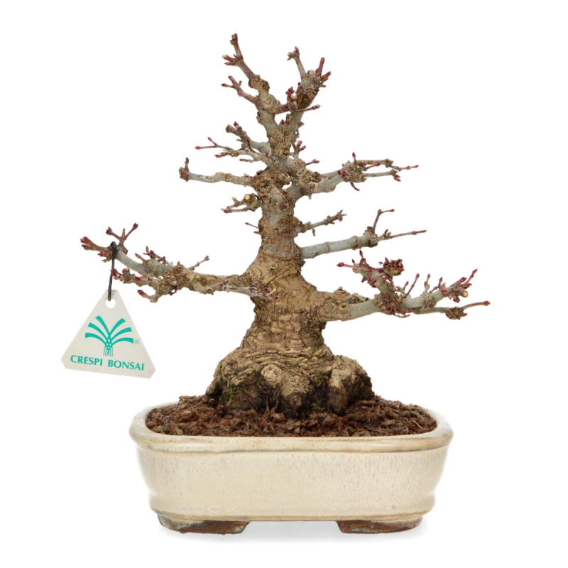 Acer palmatum - érable - 24 cm