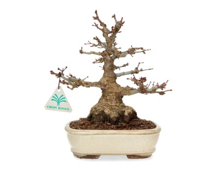 Acer palmatum - érable - 24 cm