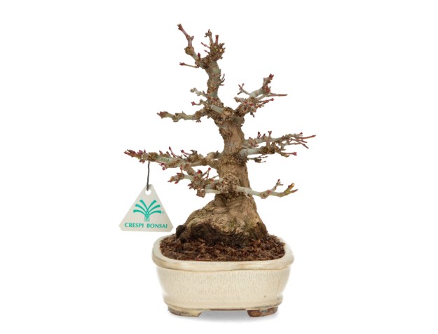 Acer palmatum - maple - 24 cm 2