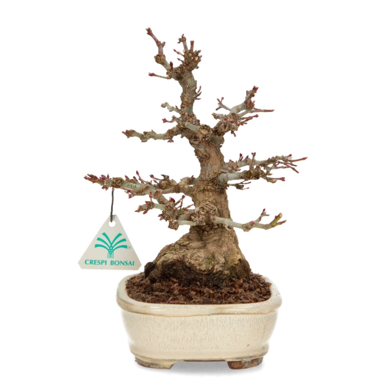 Acer palmatum - érable - 24 cm