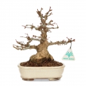 Acer palmatum - érable - 24 cm
