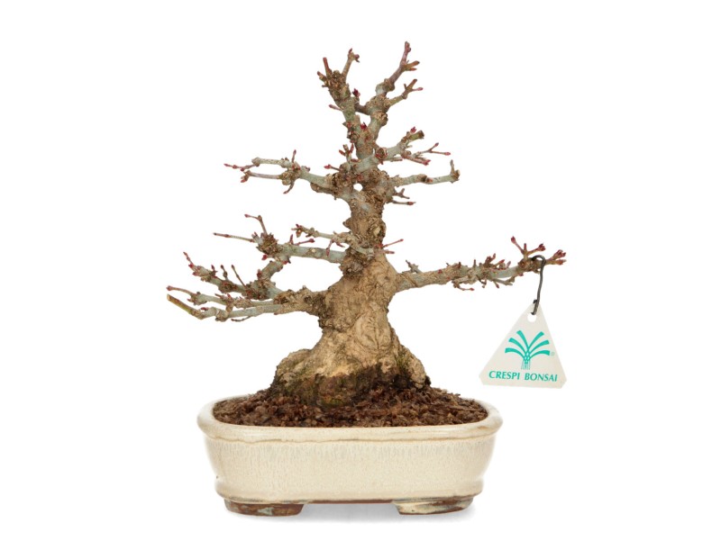 Acer palmatum - acero - 24 cm