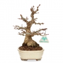 Acer palmatum - érable - 24 cm