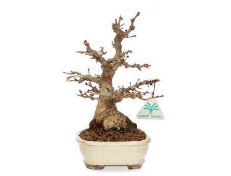 Acer palmatum - maple - 24 cm