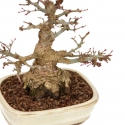 Acer palmatum - érable - 24 cm
