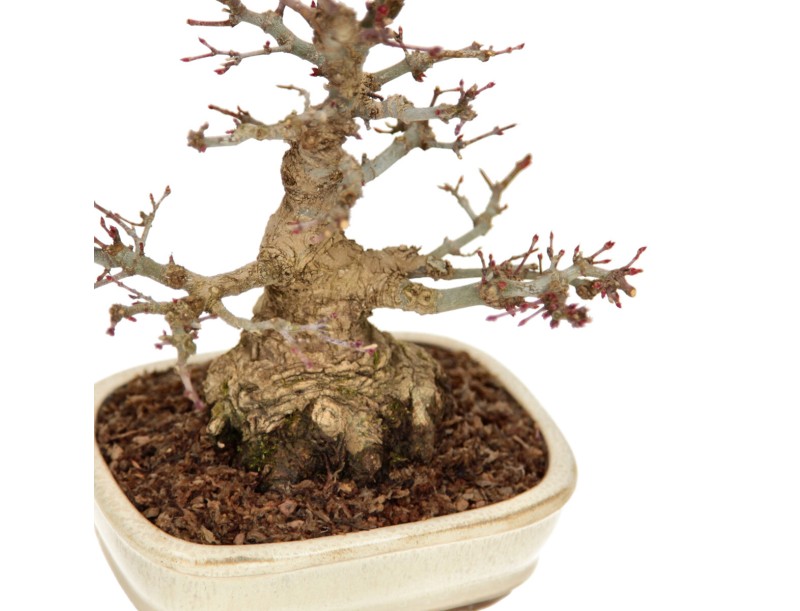 Acer palmatum - acero - 24 cm