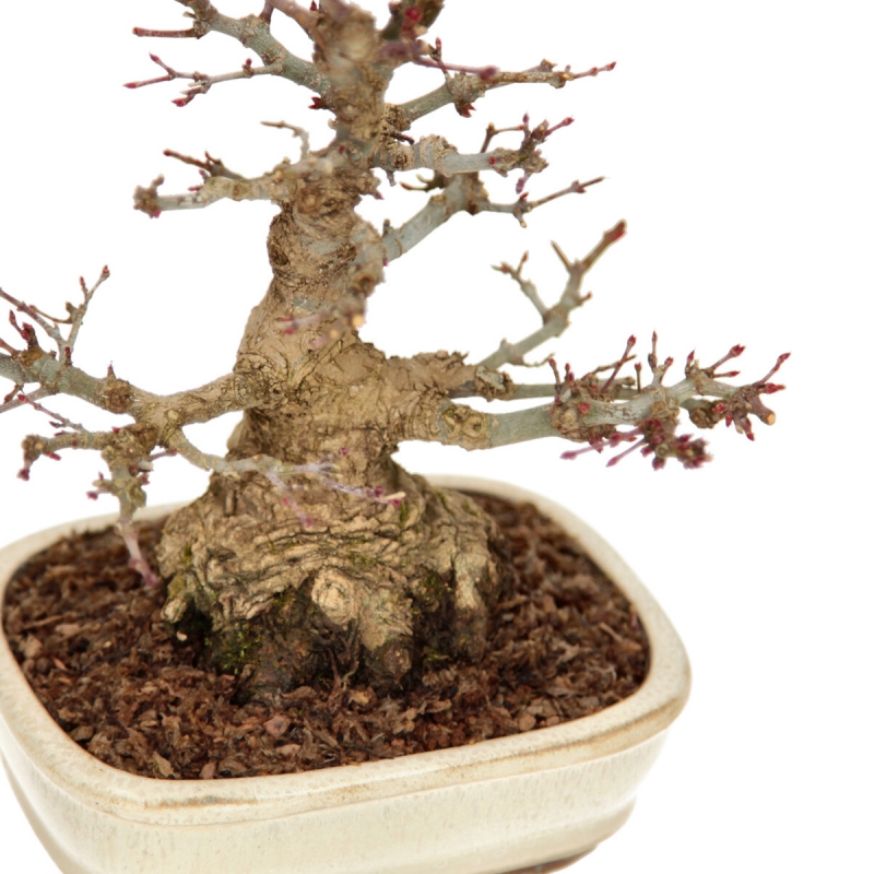 Acer palmatum - érable - 24 cm