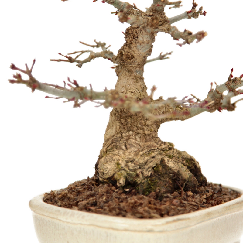 Acer palmatum - érable - 24 cm