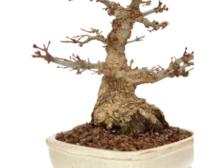 Acer palmatum - acero - 24 cm