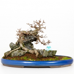 Acer buergerianum - 31 cm