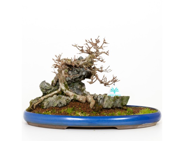Acer buergerianum - Maple - 31 cm