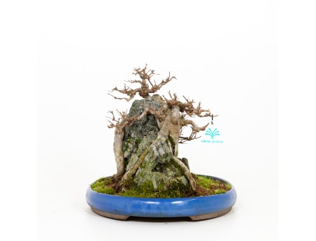 Acer buergerianum - Maple - 31 cm