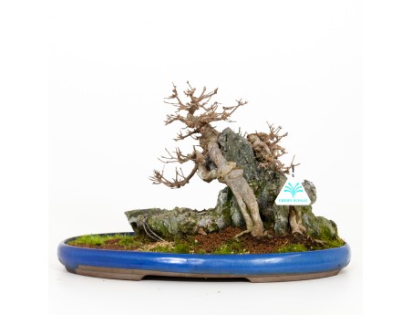 Acer buergerianum - 31 cm