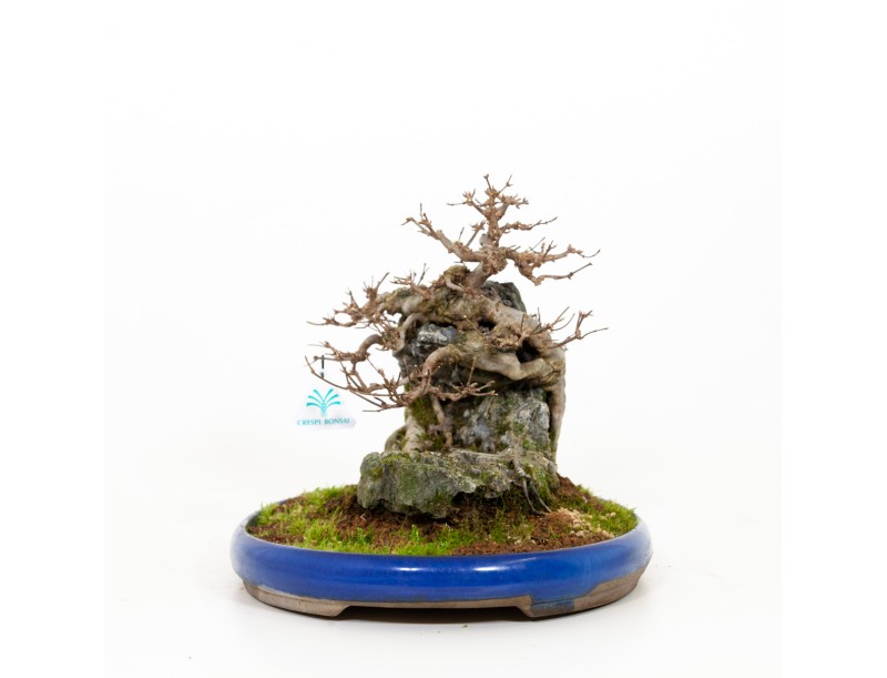 Acer buergerianum - Érable - 31 cm