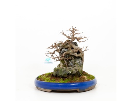 Acer buergerianum - Maple - 31 cm