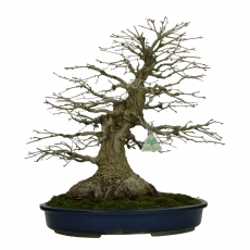 Acer palmatum Katsura - Arce - 45 cm