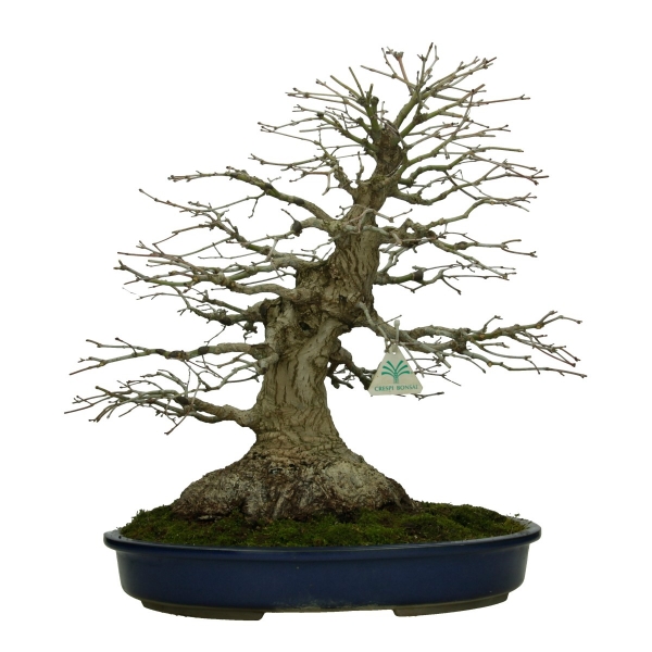 Acer palmatum Katsura - Arce - 45 cm