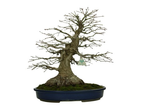 Acer palmatum Katsura - acero - 45 cm