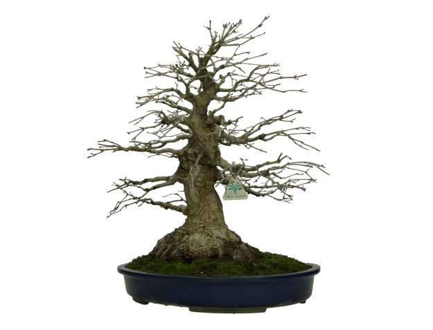 Acer palmatum Katsura - acero - 45 cm 2