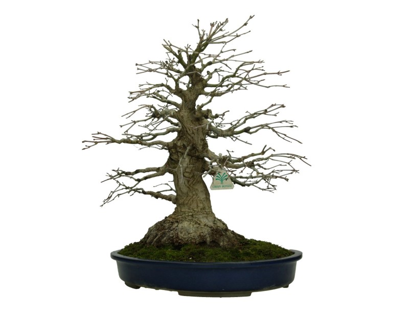 Acer palmatum Katsura - acero - 45 cm