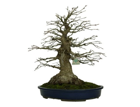 Acer palmatum Katsura - Ahorn - 45 cm