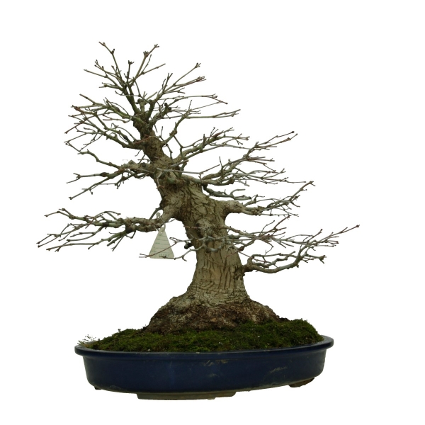 Acer palmatum Katsura - Arce - 45 cm