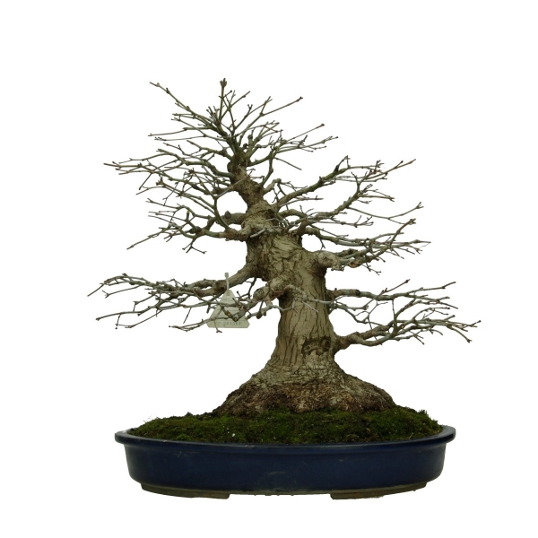 Acer palmatum Katsura - Arce - 45 cm