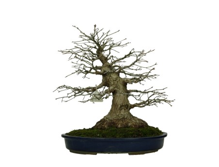 Acer palmatum Katsura - érable - 45 cm