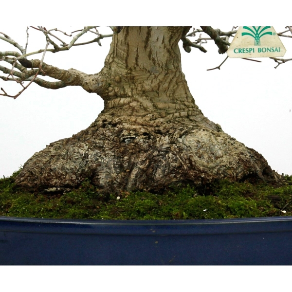 Acer palmatum Katsura - Arce - 45 cm