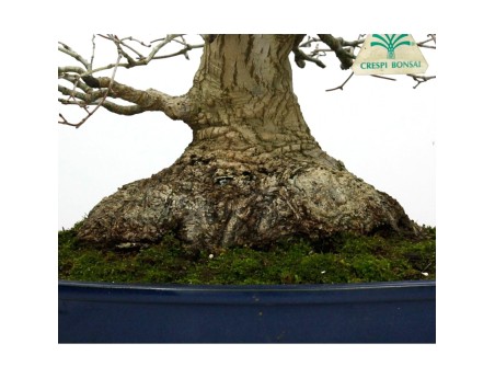 Acer palmatum Katsura - acero - 45 cm