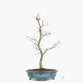 Acer palmatum Deshojo - acero - 55 cm