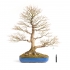 Acer palmatum Viridis - érable - 98 cm