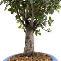 Quercus suber - Quercia - 44 cm
